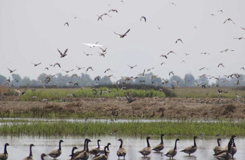 Dozens of birds make use of Don Bransford's flooded rice fields