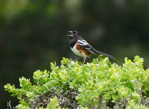 A bird with black head, white breast and brown, white and black wings calling from a perch on green vegetation