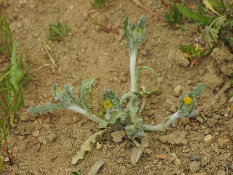 san joaquin woollythreads, a light green plant with yellow flowers