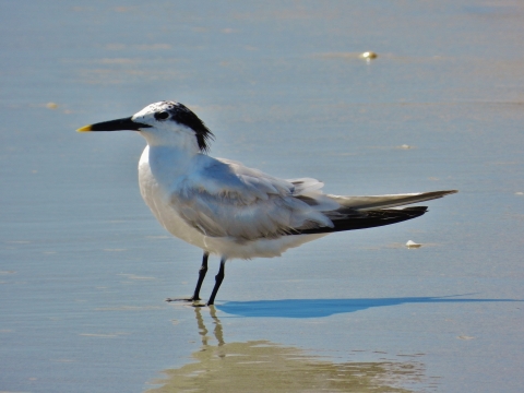 A white and grey bird with a black beak with yellow tip and scruffy black feathers on it's head