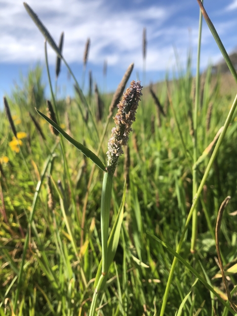 grass-like sonoma alopercurus growing in a field with a close up of a flowering seedhead