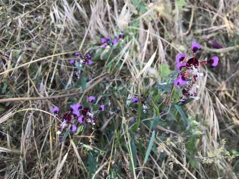 purple springville clarkia flowers with green leaves grown among dead grass