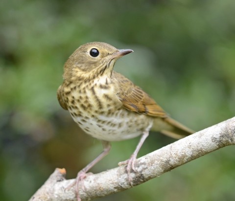 A brown and yellow patterned bird with dark black eye perched on a branch