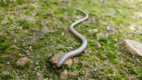 temblor legless lizard moving toward the viewer across moss and rocks