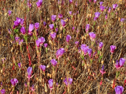 several closed pink flowers among dried leaves and grass