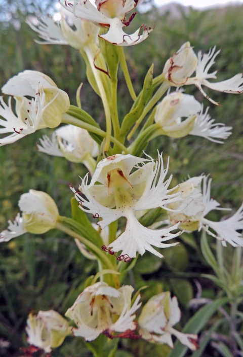 A western prairie fringed orchid in bloom