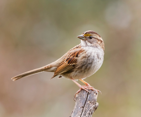 A small bird with brown patterns on it's head and wings, and white throat and breast