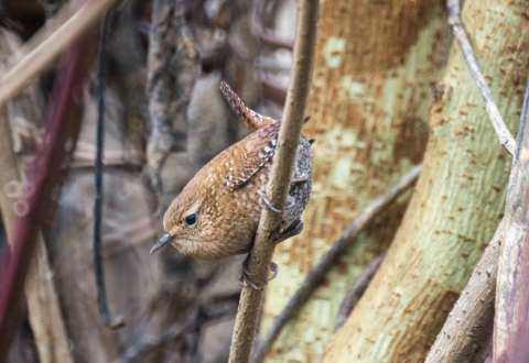 A brown, white and black patterned bird with narrow sharp black beak standing on a twig