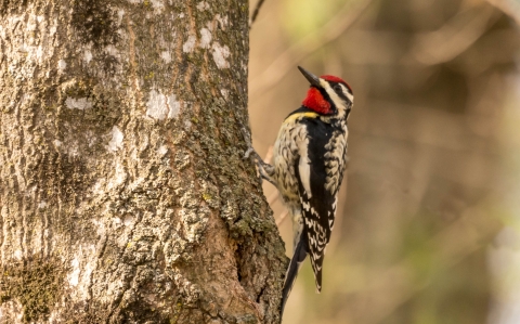 A woodpecker with red, white and black stripes on its head and patterned white and black wings and breast perched on a tree trunk
