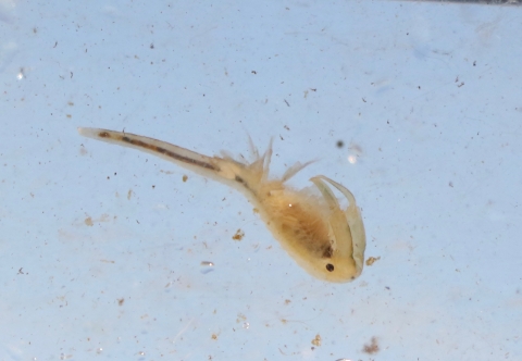 Vernal pool fairy shrimp swimming upside down in water