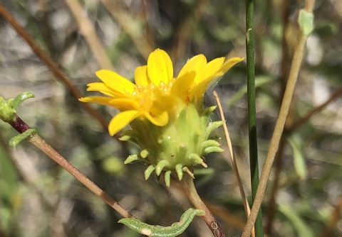 Small Yellow flower on a green and brown stem