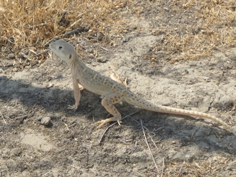 a pale leopard lizard standing in a narrow shadow on dirt