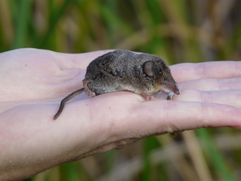 a shrew on a person's open hand