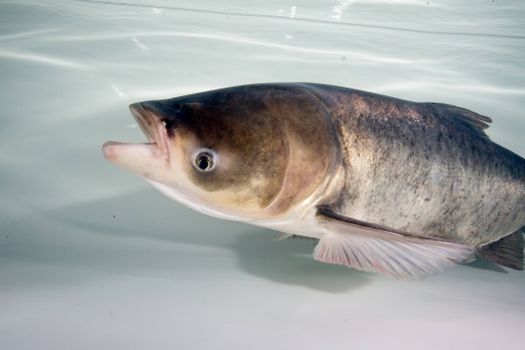 A bighead carp in a tank