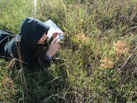 A student laying in the prairie with his field journal, photographing the fall colors of a prairie rose plant