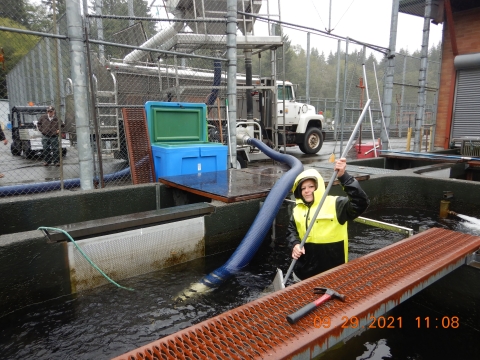 Jane Lemieux crowding juvenile steelhead to a fish transfer pump hose.