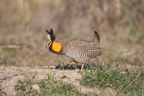 A barred prairie-chicken raises his feathers and stomps his feet in the dirt.