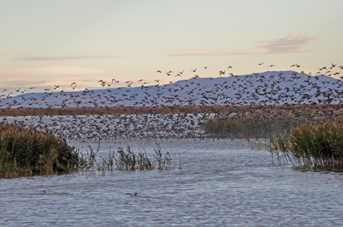 Ducks lifting off a wetlands with mountains in the background