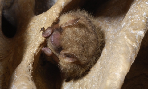 A small redish brown bat looks down from the top of a cave. It has tall almond shaped ears, small beady eyes, and a button nose. Its wing tips rest by its cheeks. 