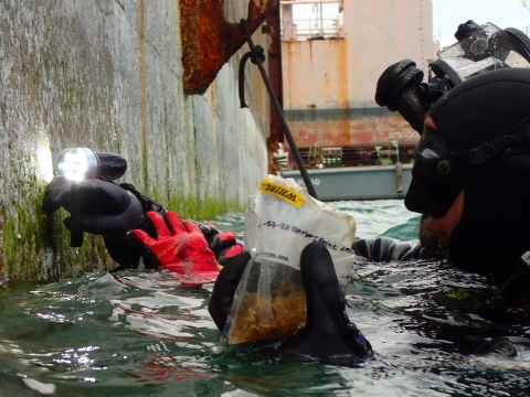 A diver inspects the hull of a ship in Honolulu Harbor to detect possible marine biofouling 