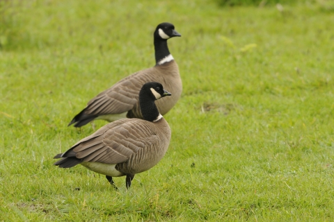 Two Aleutian Cackling Geese standing in a green grassy field