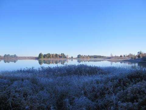 Frosty grass along a wetland