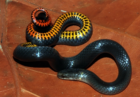 A Key ring-necked snake is curled on an orange fall leaf. It is a small, black on top with bright yellow, orange and red markings on the belly.