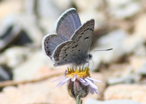 Blue-colored butterfly perched on a yellow flower
