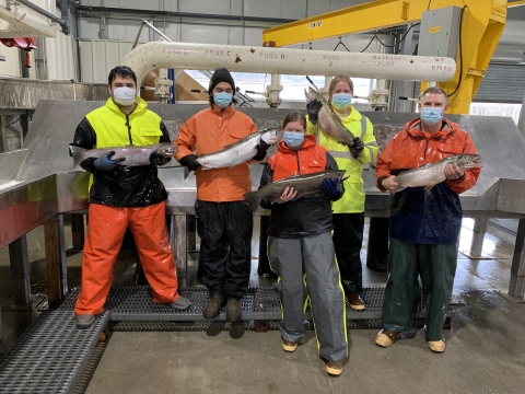 Makah National Fish Hatchery Staff, including Thomas Johnson, holding steelhead 