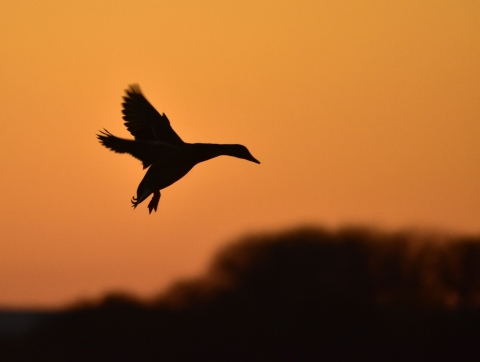 Mallard in flight during dusk. 