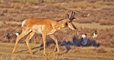 pronghorn antelope walking alongside sage grouse.