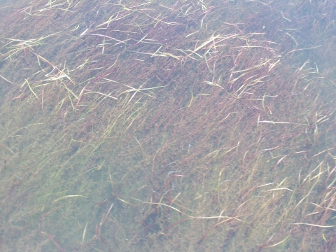 A dense bed of aquatic plants just under the surface of clear water