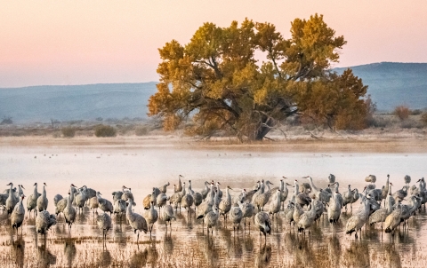a large flock of sandhill cranes in front of a lone tree in a wetland