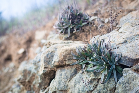 a small patch of green blue succulents with flowers growing out of rocks