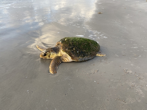 Stranded loggerhead sea turtle on Texas beach