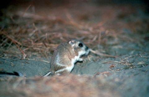a kangaroo rat on dirt and sticks