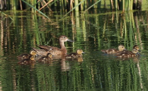 Blue-winged Teal hen and ducklings swimming at Huron Wetland Management District South Dakota