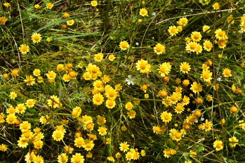 many all yellow daisy-like flowers