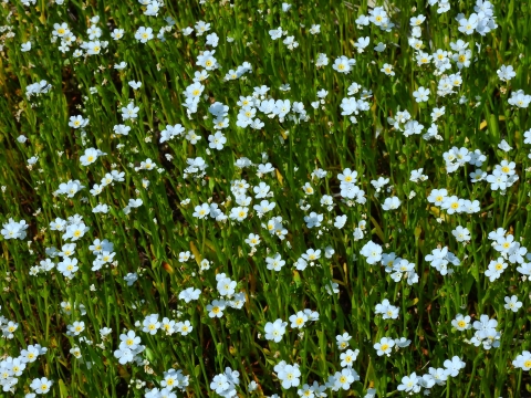 a bed of small white flowers among green leaves and stems