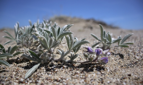 a small silvery green lupine plant with one purple flower growing out of sand
