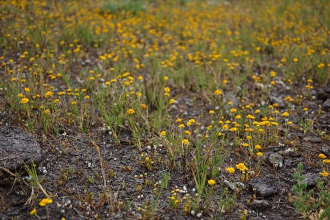 several plants with yellow daisy-like flowers