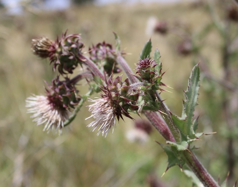 a purplish green thistle plant with white flowers