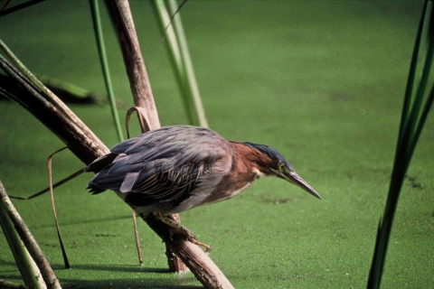 Green-backed heron