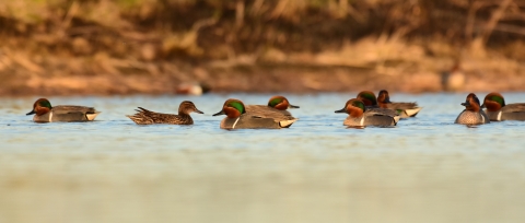 Approximately nine green-winged teal swimming. The camera is low to the water, giving a "duck's-eye-view." The bank shows fall foliage in soft focus.