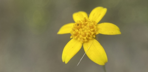 a bright yellow flower with six ray petals and several disc flowers in the center