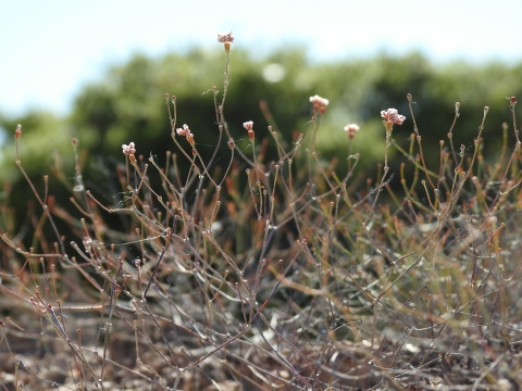 buckwheat stems with sparse small pink flowers and no leaves