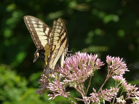 Black and yellow swallowtail butterfly resting on pink wildflower