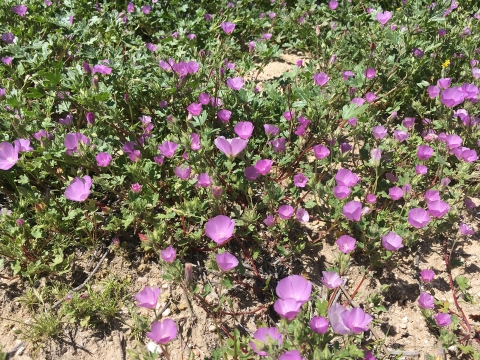 a group of plants with pink cup flowers growing in sand