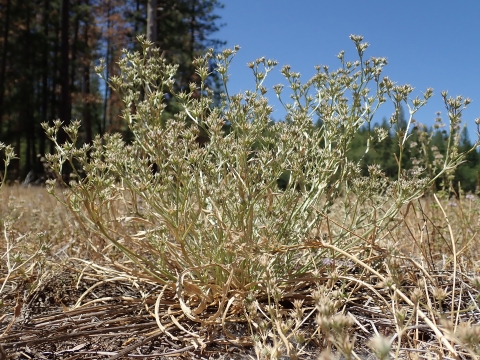 a pale green plant with a full structure but narrow features and unremarkable flowers grows in a dry field
