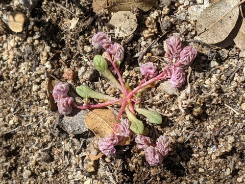 a small arid plant with few leaves and several pink crinkly flowers growing out of rocky soil